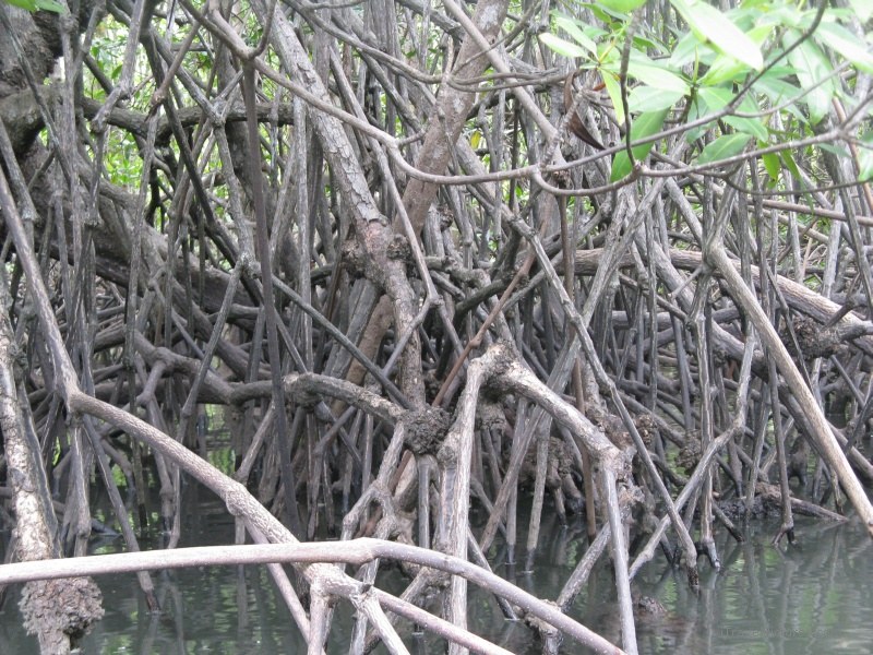 mangrove tree trees mangroves